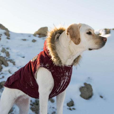 /blogs/blog/snuggle-pups-unwrapping-canine-elegance-with-the-finest-winter-dog-jackets
