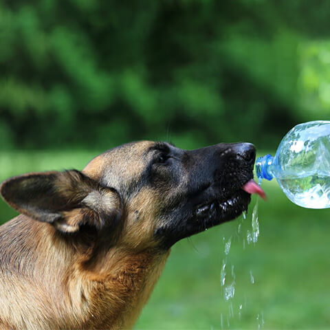 /blogs/blog/9-tips-to-keep-dog-cool-in-the-summer