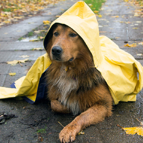 /blogs/blog/5-compelling-reasons-your-dog-should-have-a-raincoat