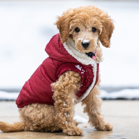 /blogs/blog/top-5-reasons-why-your-dog-needs-clothes