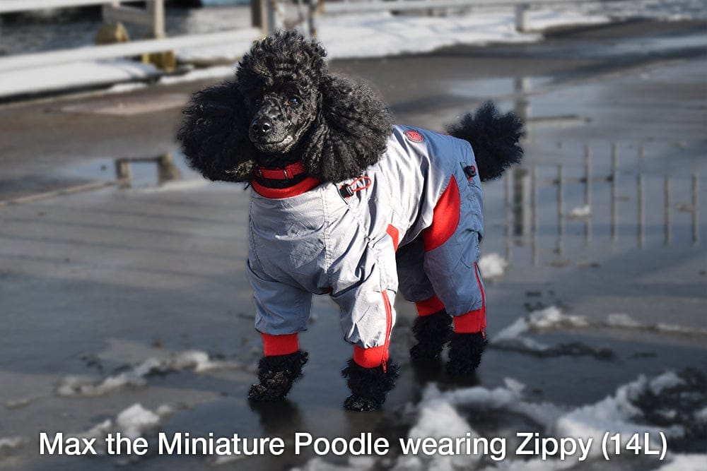 Miniature Poodle Poodle Snowsuit Zippy