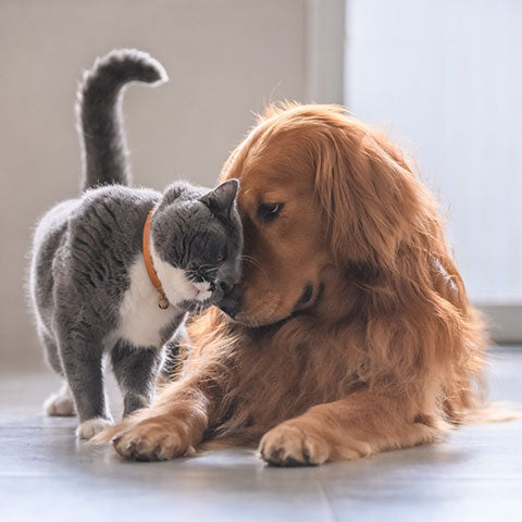 /blogs/blog/can-cats-and-dogs-be-friends
