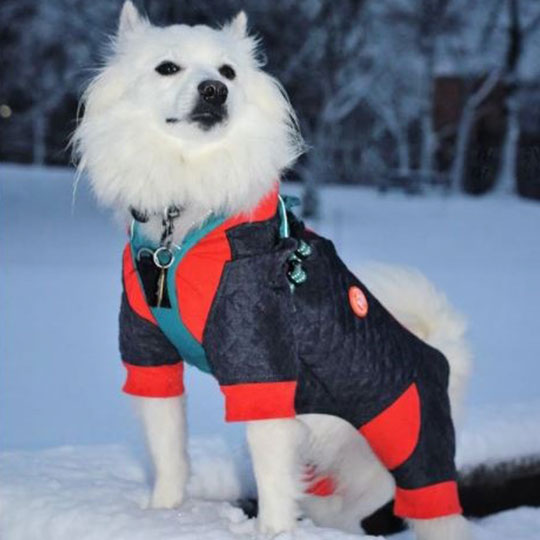 Pawritto Time – A Guide to Body Suits for Dogs to Keep Your Pet Safe