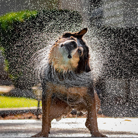 /blogs/blog/dogs-shake-off-water