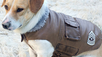 Chilly Canines: 10 Dog Breeds That Benefit from Wearing Body Suits in Cold Weather