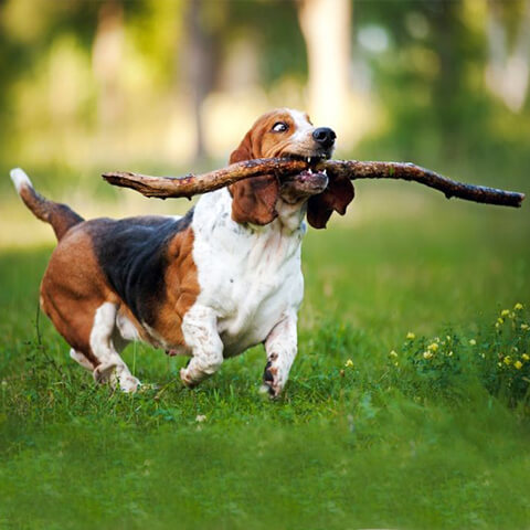 /blogs/blog/why-does-my-dog-chew-and-eat-sticks