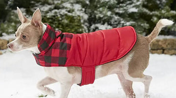 What to Look for in a Quality Dog Jacket for Winter?