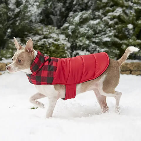 /blogs/blog/what-to-look-for-in-a-quality-dog-jacket-for-winter