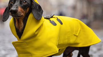 Keeping Your Pup Warm - The Importance of Dog Jackets in Harsh Weather