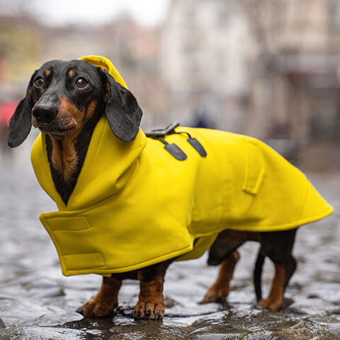 /blogs/blog/keeping-your-pup-warm-the-importance-of-dog-jackets-in-harsh-weather