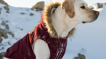 Snuggle Pups - Unwrapping Canine Elegance with the Finest Winter Dog Jackets