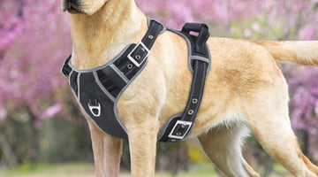 Guide to Stylish Safety - Why Dogs Need Collars, Leashes, and the Best Leather Harness