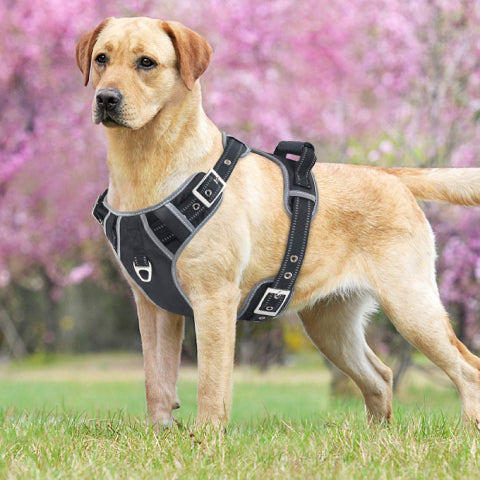 /blogs/blog/guide-to-stylish-safety-why-dogs-need-collars-leashes-and-the-best-leather-harness