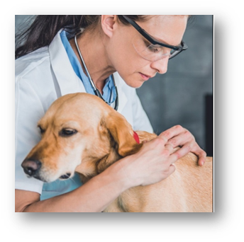 Common Dog Health Risks: How to Keep Your Dog Safe, Dry and Comfortable