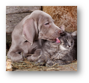 Dogs and Cats: Can They Live Happily Together?