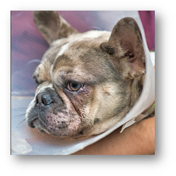 How to Protect Your Dog: 7 Practical Dog Safety Tips Every Pet Parent Should Know