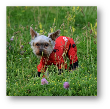 Responsible Dog Ownership: A Complete Guide to Your Dog's Health, Comfort and Safety