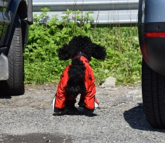 Why Every Adventure Dog Needs a Full-Body Dog Suit