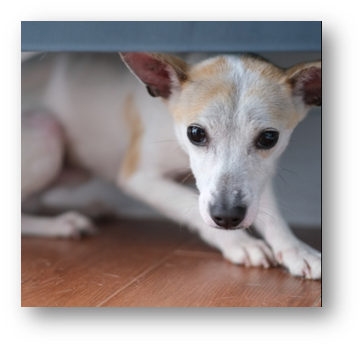 What Are Dogs Afraid Of? 5 Common Dog Fears and How to Help