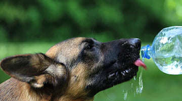 9 Tips to Keep Dog Cool in The Summer