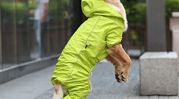 Legged Dog Raincoats vs. Traditional Raincoats: Which is Right for Your Pup?