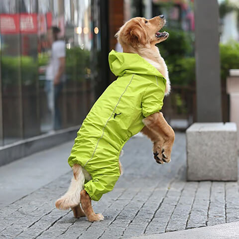 /blogs/blog/legged-dog-raincoats-vs-traditional-raincoats-which-is-right-for-your-pup