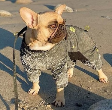Canine Couture: Luxurious Comfort in the Finest Full Body Suits for Dogs