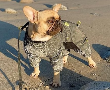 /blogs/blog/dog-fashion-meets-function-why-style-matters-for-active-dogs