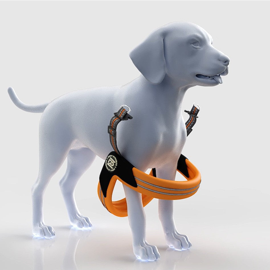 Discovering the Perfect Dog Leash Harness Combo for Your Canine Companion