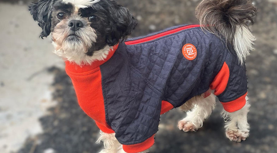 Why Full-Body Dog Suits Are the Ultimate Protection for Every Season