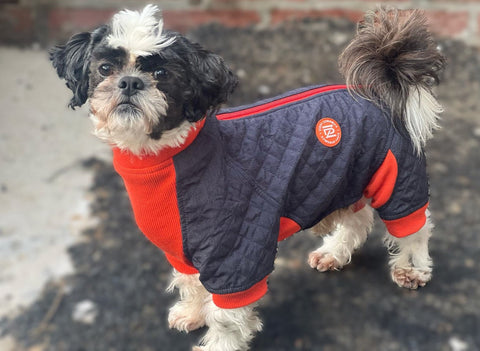 /blogs/blog/why-full-body-dog-suits-are-the-ultimate-protection-for-every-season