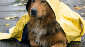 5 Compelling Reasons Your Dog Should Have a Raincoat