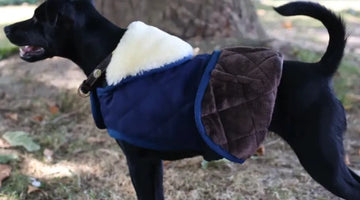 Stay Warm, Stay Dry: The Benefits of Full Body Dog Coats