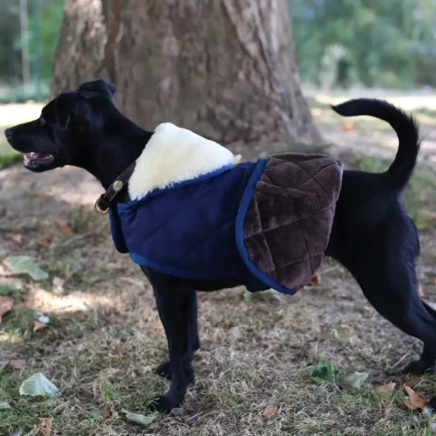 /blogs/blog/stay-warm-stay-dry-the-benefits-of-full-body-dog-coats