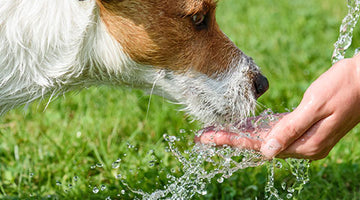 The importance of water among Dogs