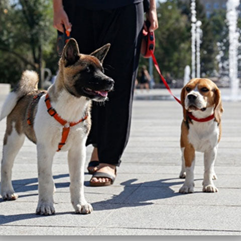 DOG HARNESS VS COLLARS