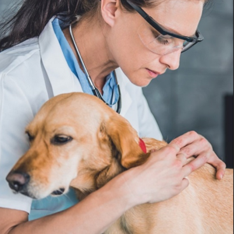 /blogs/blog/the-risk-of-dog-disease