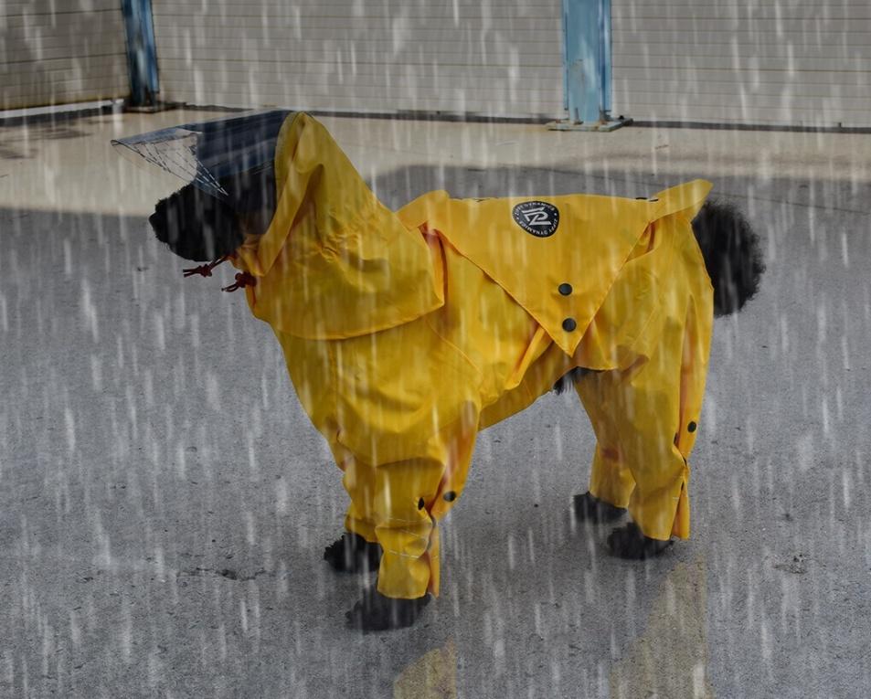 The Best Waterproof Dog Suits for Rain, Snow, and Mud (2026)
