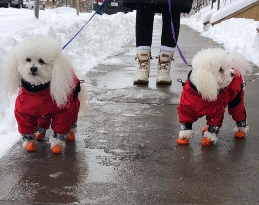 Why It Is Important to Protect Your Dog from Rain and Snow