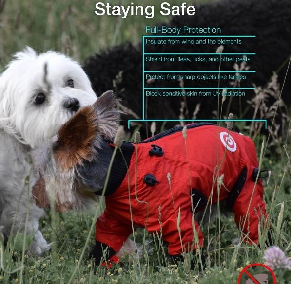 Why Dogs Need Clothing: More Than Just Fashion