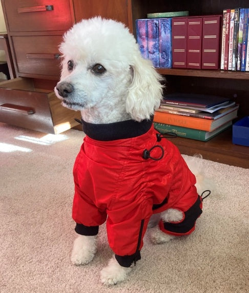 Full-Body Dog Suits: More Than Just Cold-Weather Protection