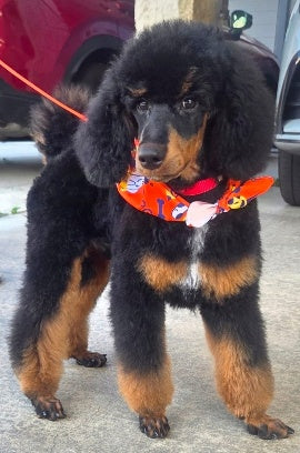 Cliff, our phantom-colored Moyen Poodle
