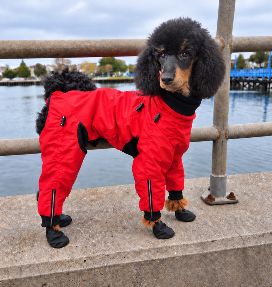 Cliff, our Moyen Poodle, in a red full-body suit by the waterfront