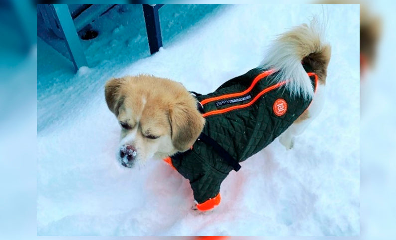 Raincoat for dogs