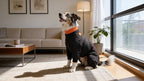 ZIPPYWRAP — Multi-Purpose Full Body Recovery Suit for Dogs. Designed for recovery and everyday life.
