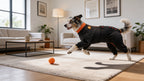 ZIPPYWRAP — Multi-Purpose Full Body Recovery Suit for Dogs. Designed for recovery and everyday life.