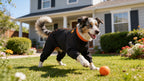 ZIPPYWRAP — Multi-Purpose Full Body Recovery Suit for Dogs. Designed for recovery and everyday life.