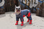 ZippyPaws™ All-Season Dog Boots by Zippy Dynamics