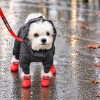 Rainy day pup in red ZippyPaws dog boots