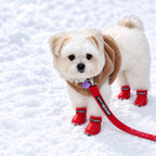 Fluffy dog in red ZippyPaws snow boots